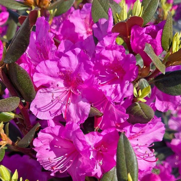 Rhododendron x 'NCRX2' ~ Black Hat® Rhododendron