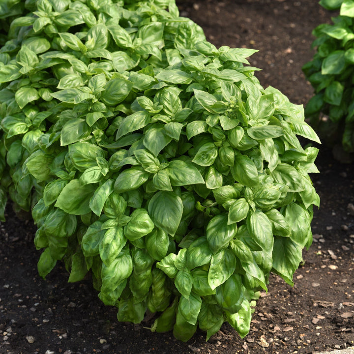 Ocimum basilicum 'Everleaf Genovese' ~ Everleaf Genovese Basil