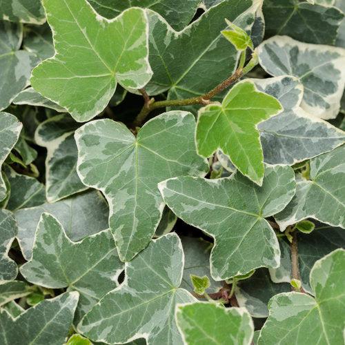 Hedera helix 'Glacier' ~ PW® Proven Accents® Glacier Ivy
