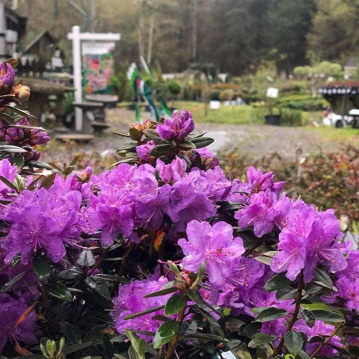 Rhododendron 'Purple Gem'  - Purple Gem Rhododendron