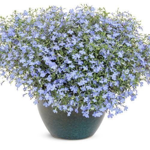 Lobelia erinus ’WNLOBLSB23’ ~ PW® Laguna® Sky Blue Lobelia