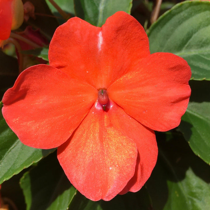 Impatiens walleriana 'PAS1357835' ~ Beacon® Salmon Impatiens