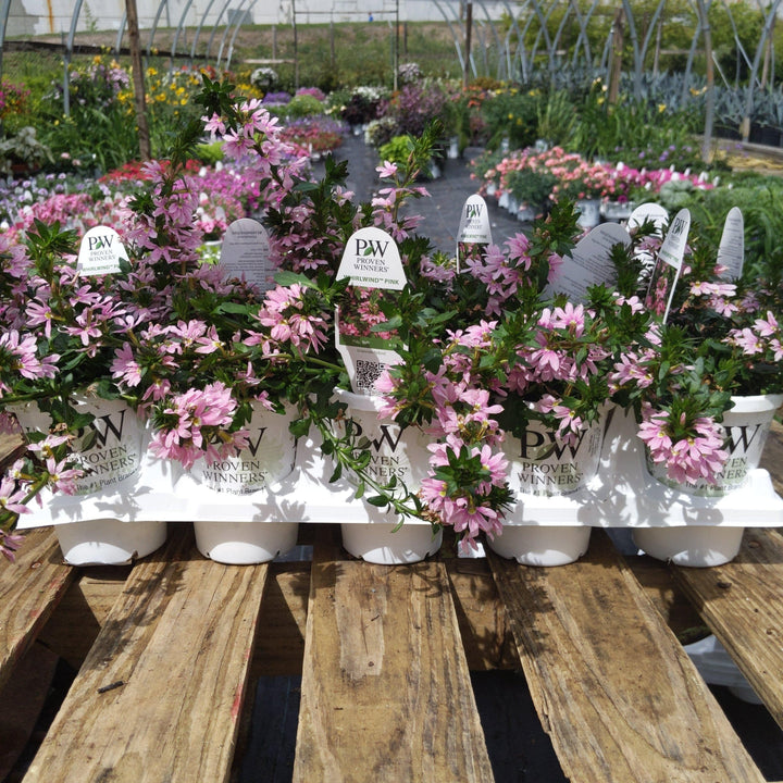 Scaevola aemula 'DSCAVPIBLS'~ PW® Whirlwind® Pink Fan Flower