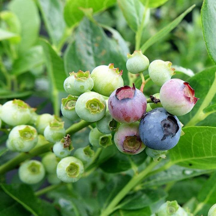 Vaccinium corymbosum 'Polaris'  - Polaris Blueberry