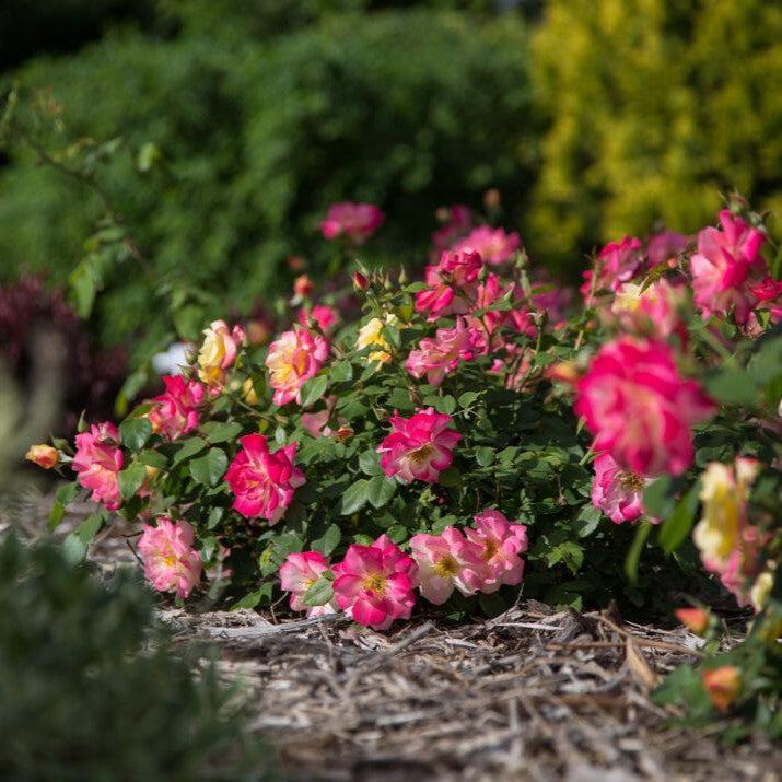 Rosa 'CA 29' ~ Campfire Rose