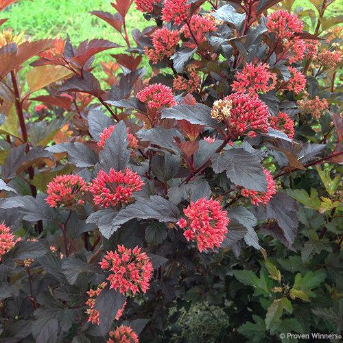 Physocarpus opulifolius 'SMNPOBLR' USPP 28,695  - Ginger Wine™ Ninebark