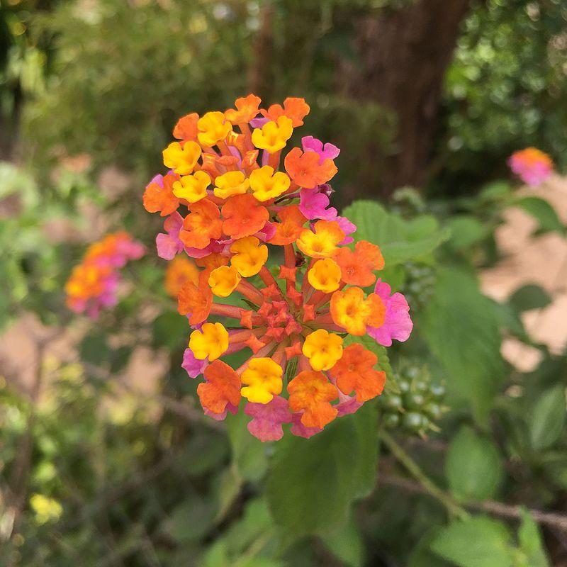 Lantana camara 'Flortanapi' ~ Little Lucky™ Hot Pink Lantana