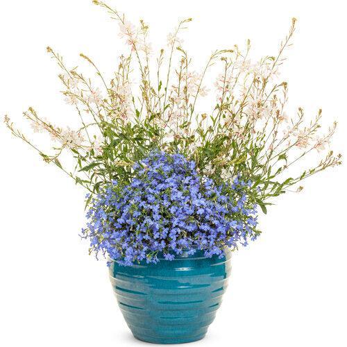 Lobelia erinus ’WNLOBLSB23’ ~ PW® Laguna® Sky Blue Lobelia