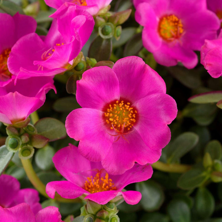 Portulaca oleracea 'Nano Pazzaz Purple' ~ Nano Pazzaz™ Purple Purslane