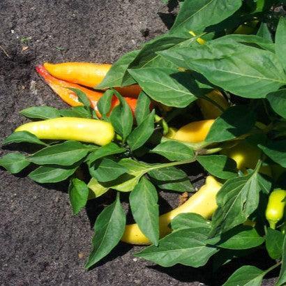 Capsicum annuum 'Hot Banana' ~ Hot Banana Pepper