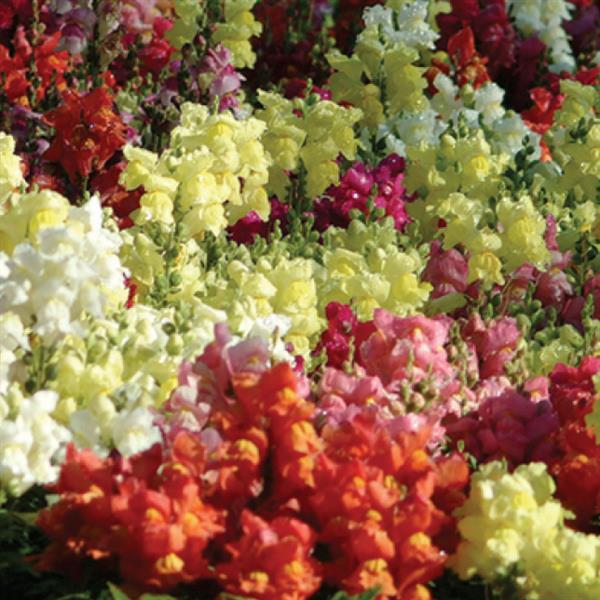 Antirrhinum majus 'Snapshot Mix' ~ Snapshot™ Mix Snapdragon